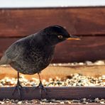 Herr Amsel