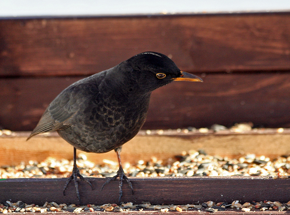 Herr Amsel