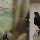 Herr Amsel