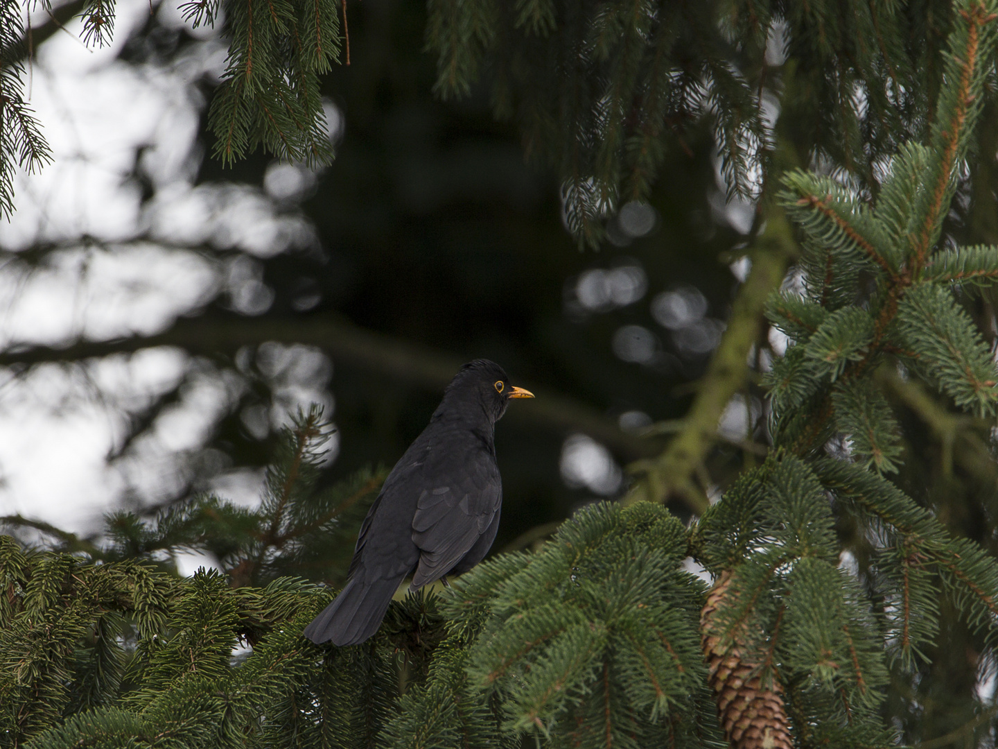 Herr Amsel