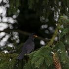 Herr Amsel