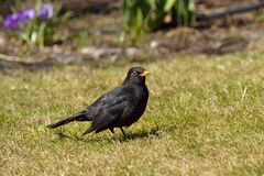 Herr Amsel