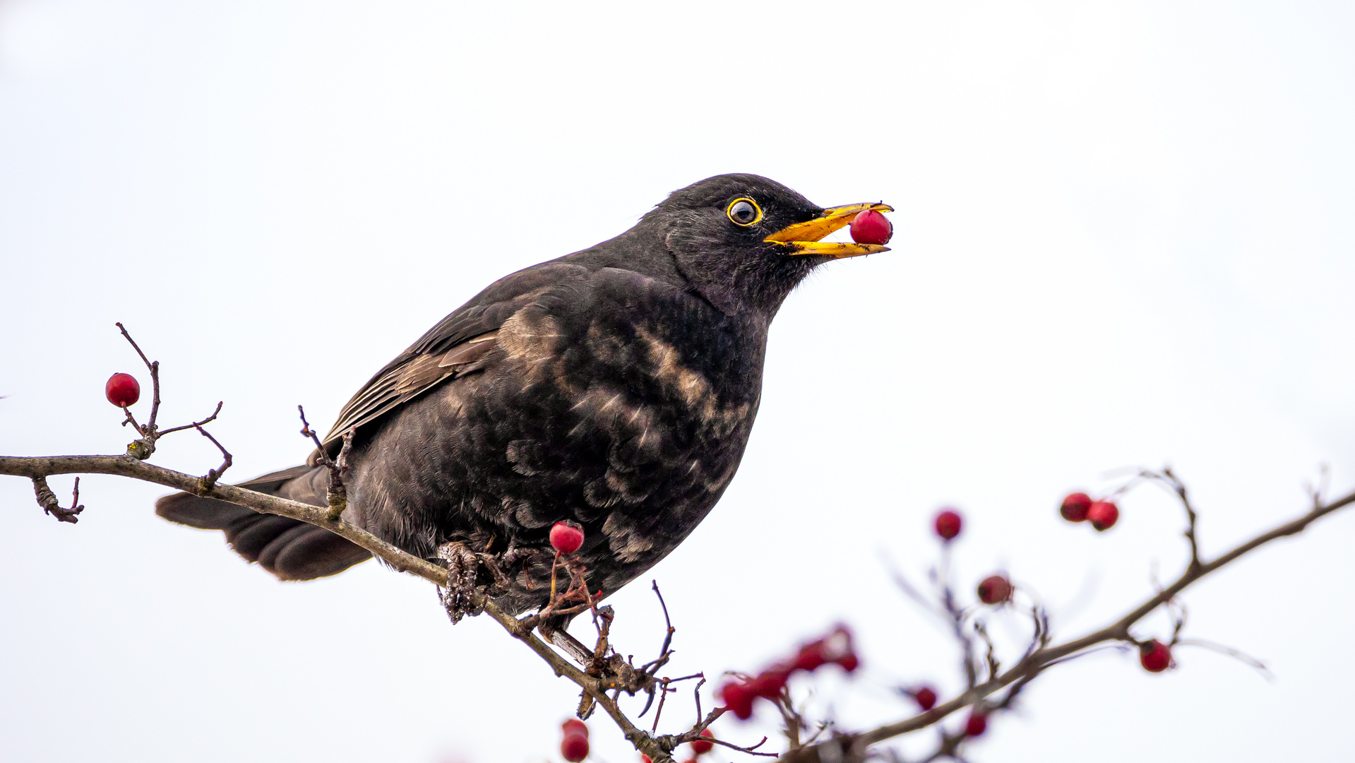 Herr Amsel