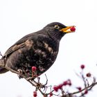 Herr Amsel