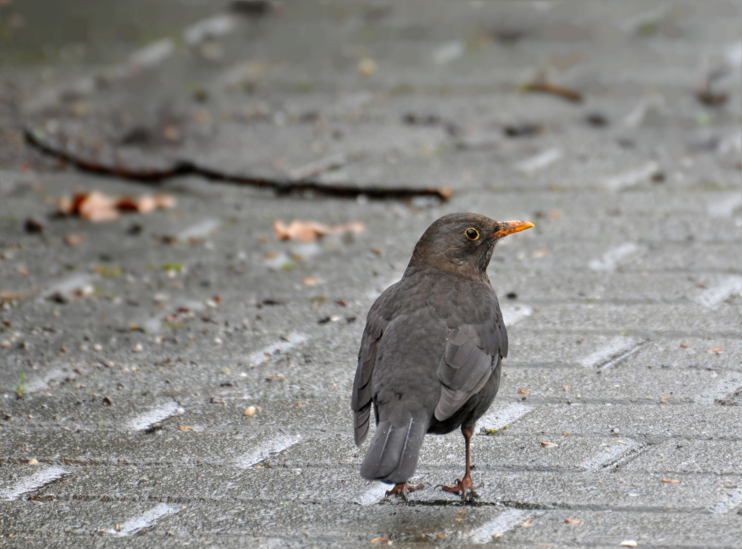 Herr Amsel ...