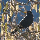 Herr Amsel auf Brautschau