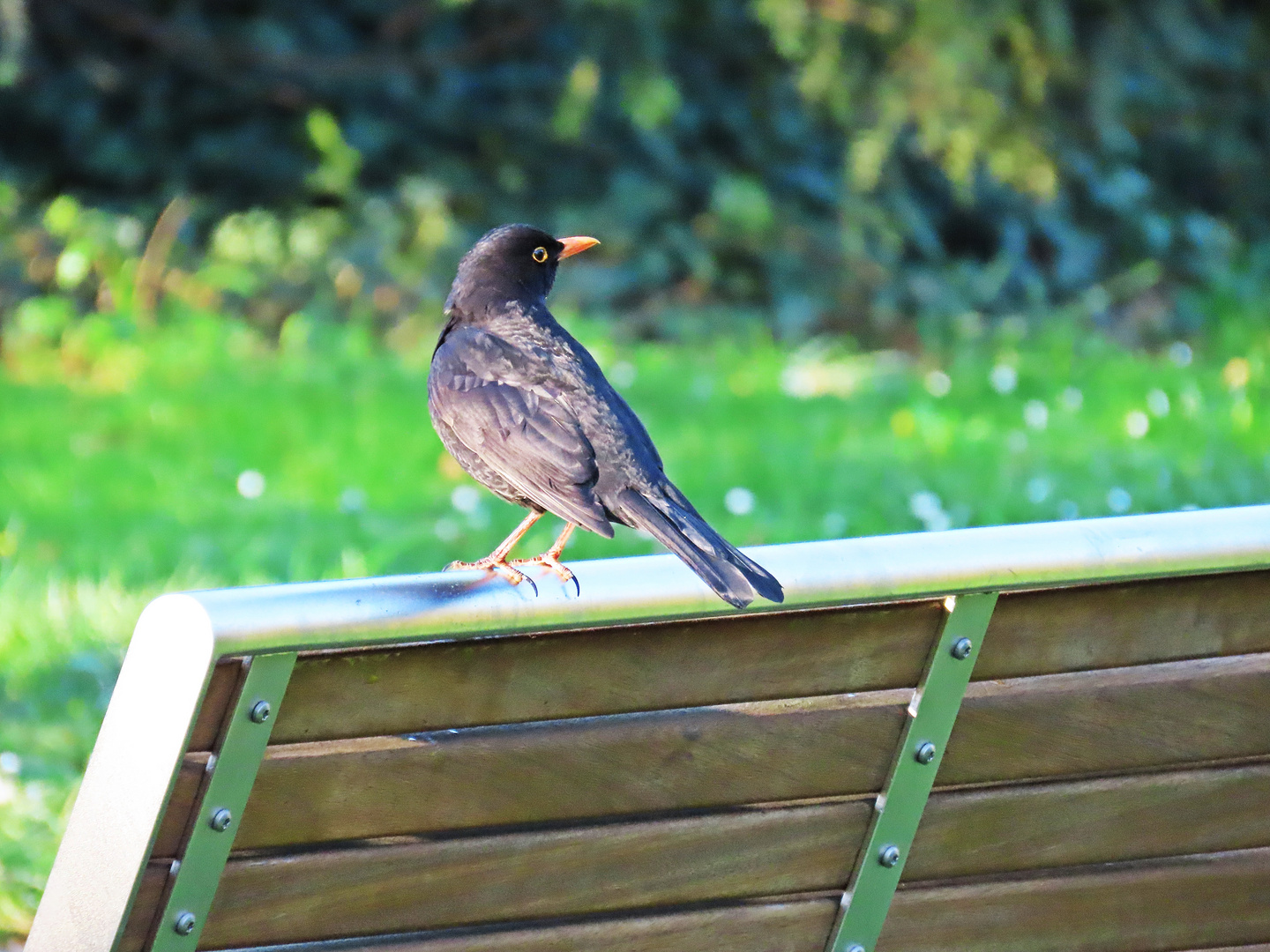 Herr Amsel auf der Parkbank