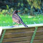 Herr Amsel auf der Parkbank