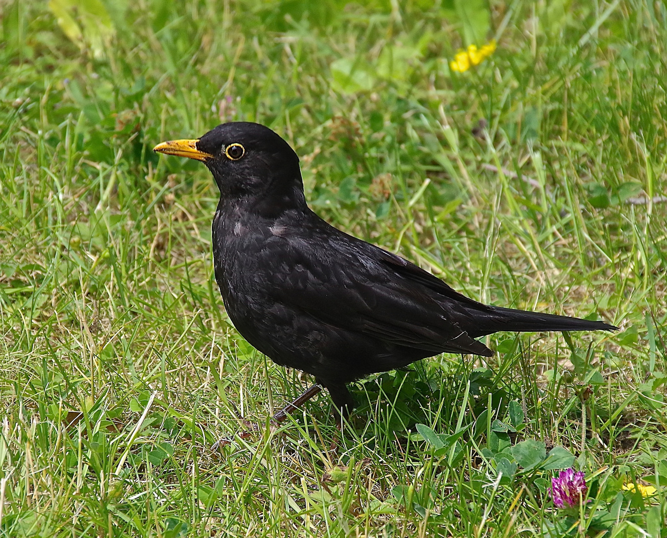 Herr Amsel auf Nahrungssuche