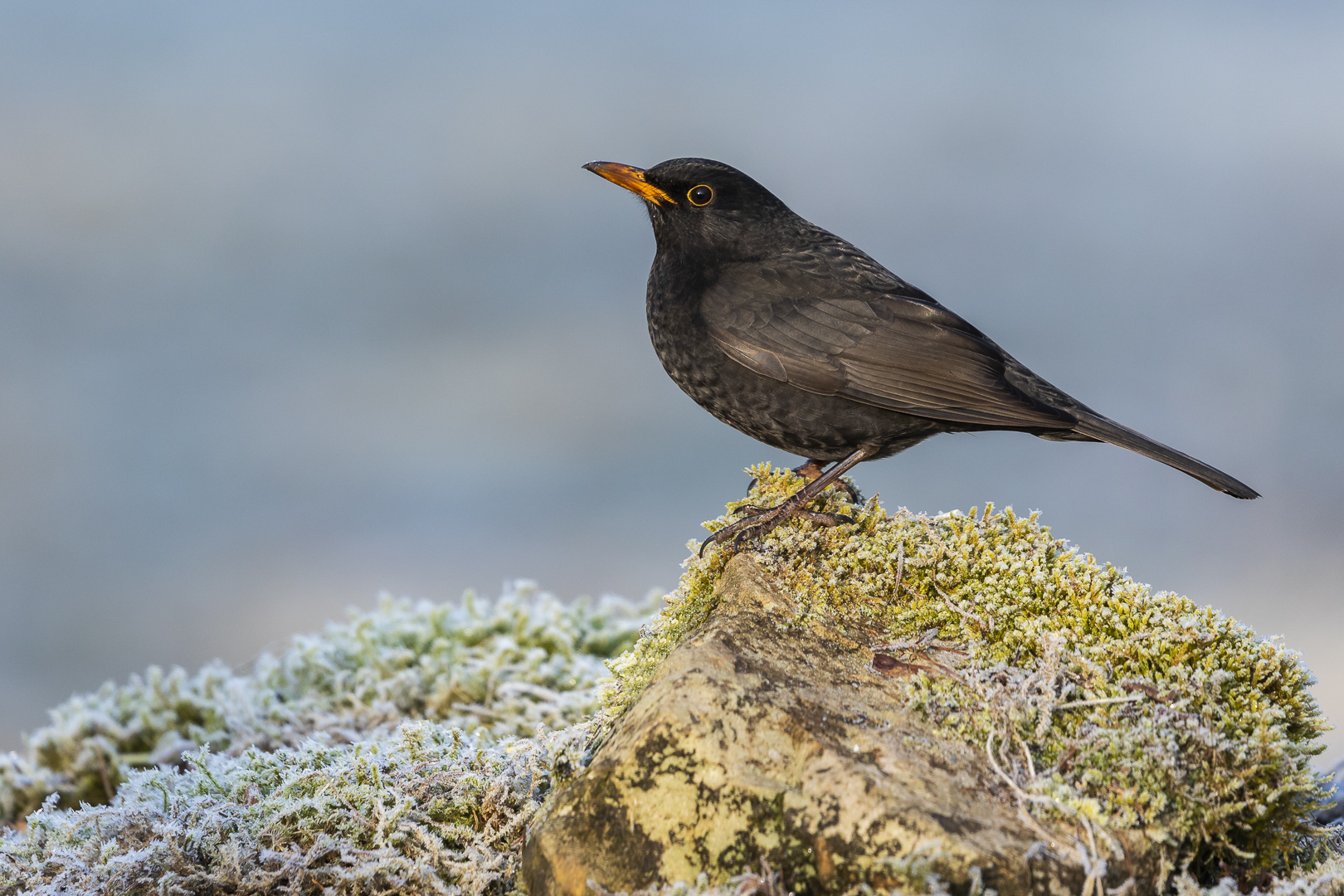 Herr Amsel