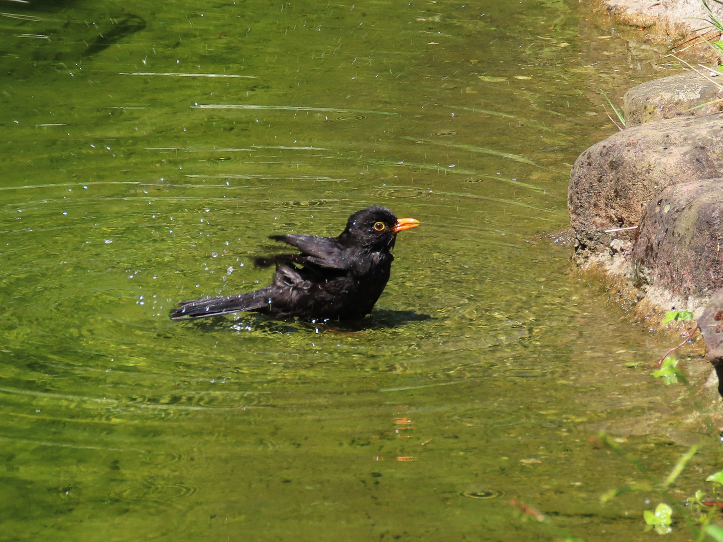 Herr Amsel beim öffentlichen Baden