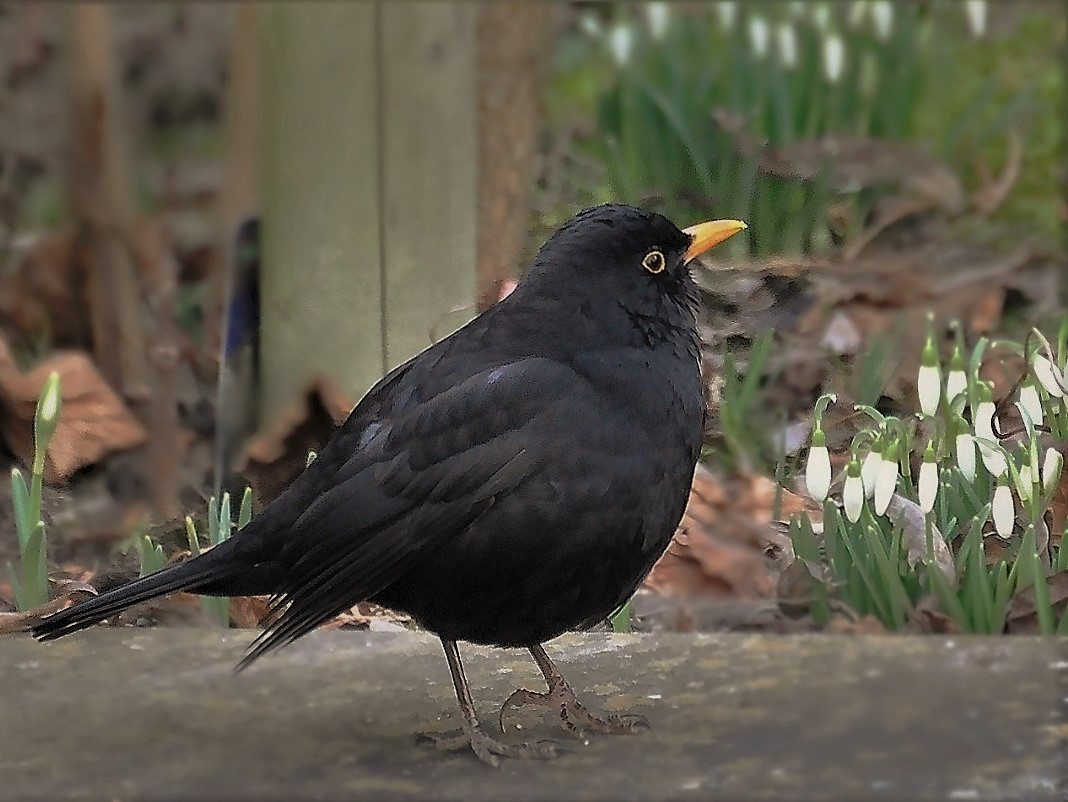 Herr Amsel