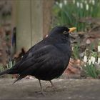 Herr Amsel