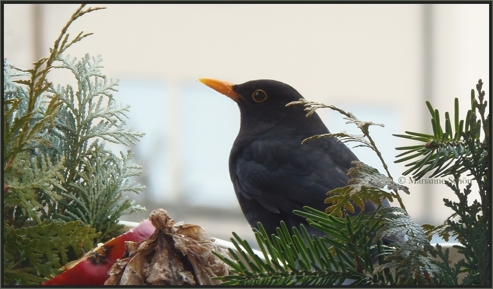 Herr Amsel...