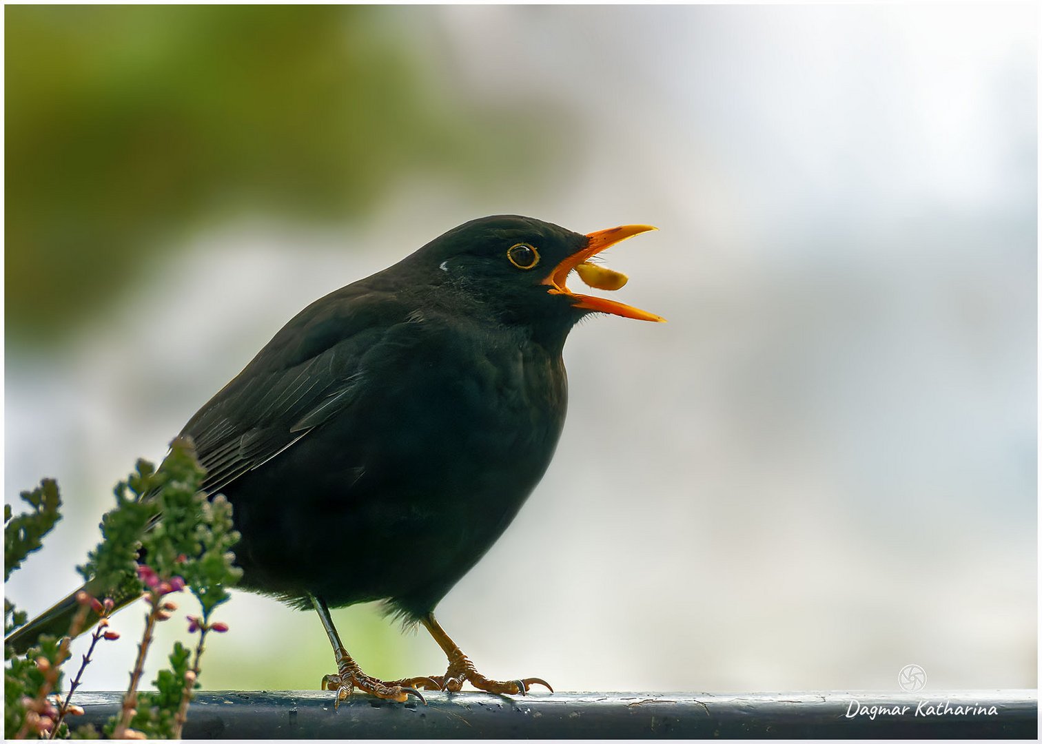 Herr Amsel