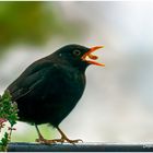 Herr Amsel