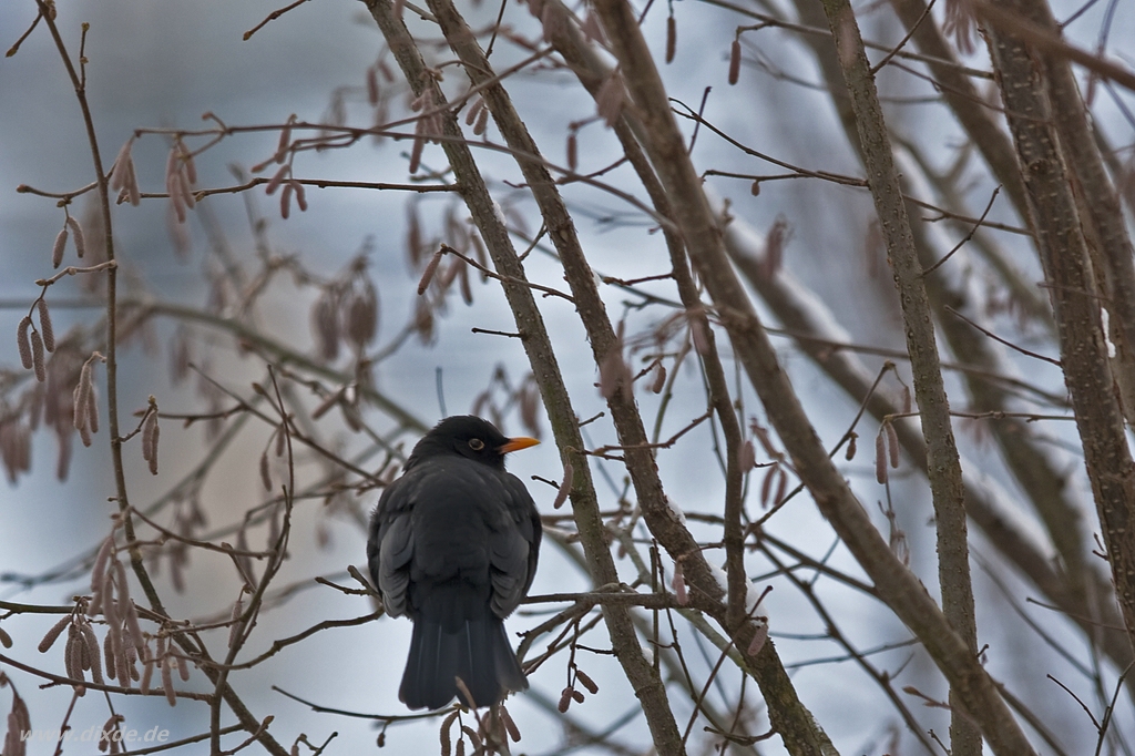 Herr Amsel