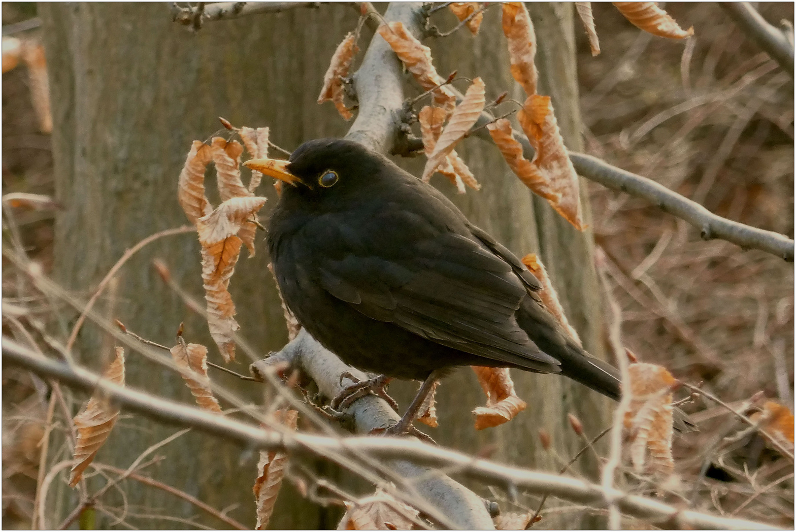 Herr Amsel genießt die Abendsonne