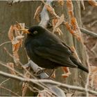 Herr Amsel genießt die Abendsonne