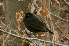 Herr Amsel genießt die Abendsonne