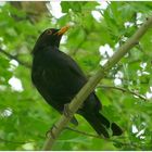 Herr Amsel hat den Schnabel voll