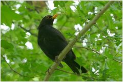 Herr Amsel hat den Schnabel voll