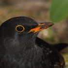 Herr Amsel hat einen Bart :-)