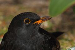 Herr Amsel hat einen Bart :-)