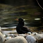 Herr Amsel im Bade