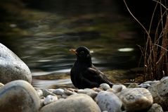 Herr Amsel im Bade