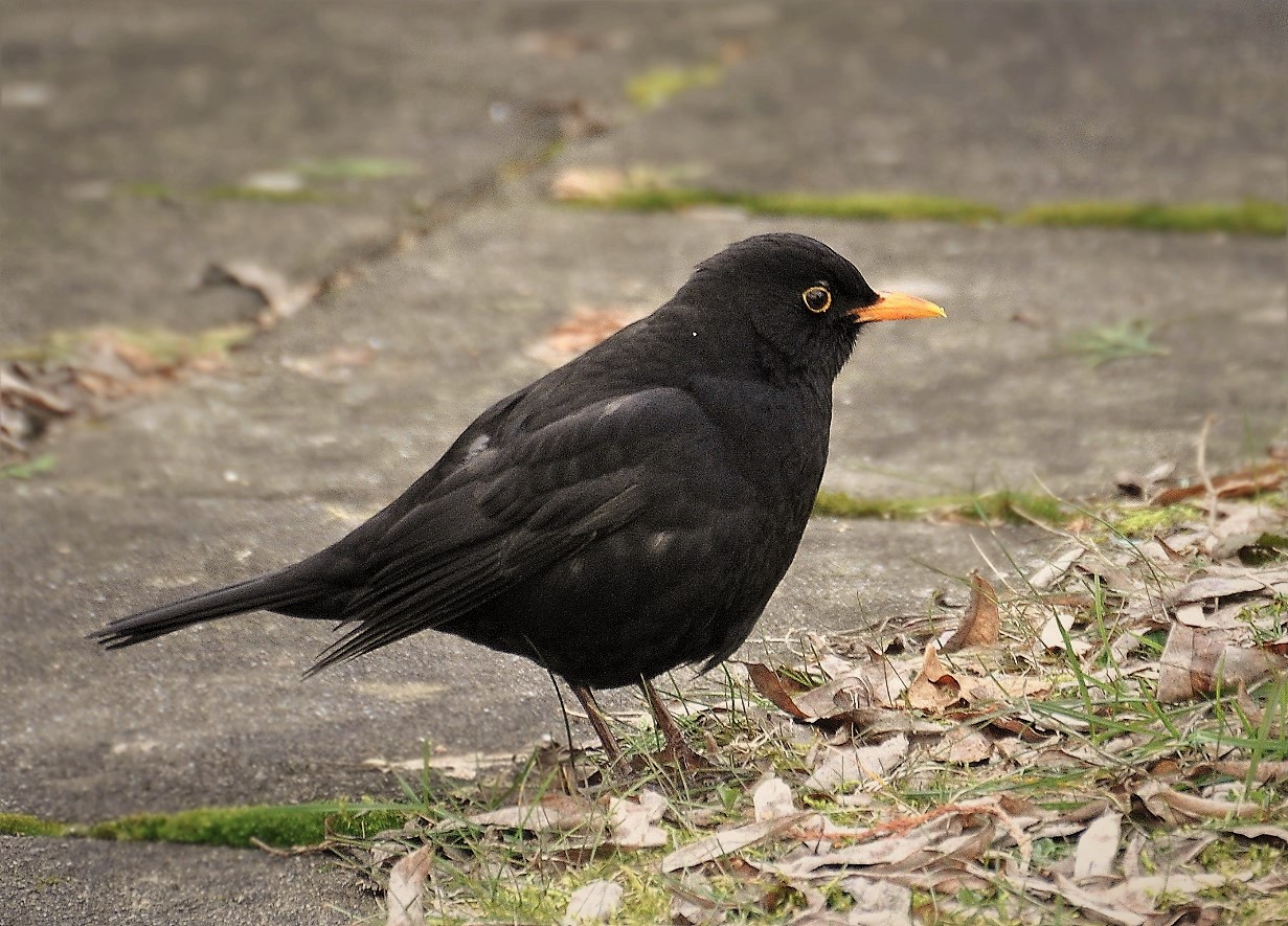  Herr Amsel im Herbst