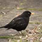  Herr Amsel im Herbst