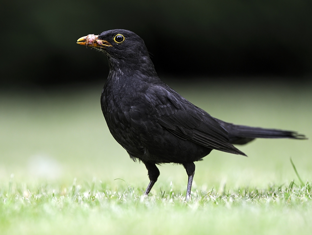 Herr Amsel im Jagdglück ....