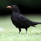 Herr Amsel im Jagdglück ....