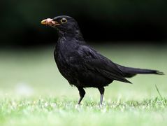 Herr Amsel im Jagdglück ....