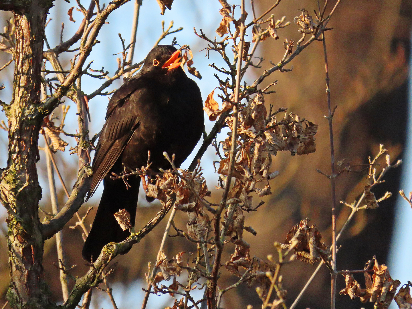 Herr Amsel in der Morgensonne