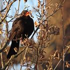 Herr Amsel in der Morgensonne