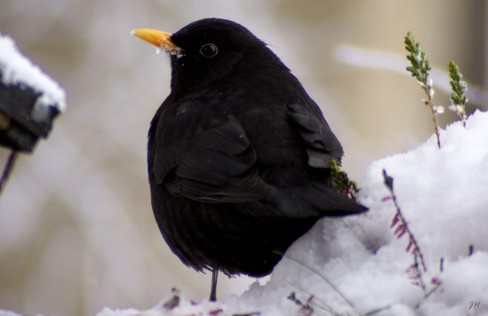 Herr Amsel ist zu Besuch