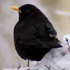 Herr Amsel ist zu Besuch