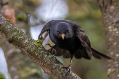 Herr Amsel macht sich startklar