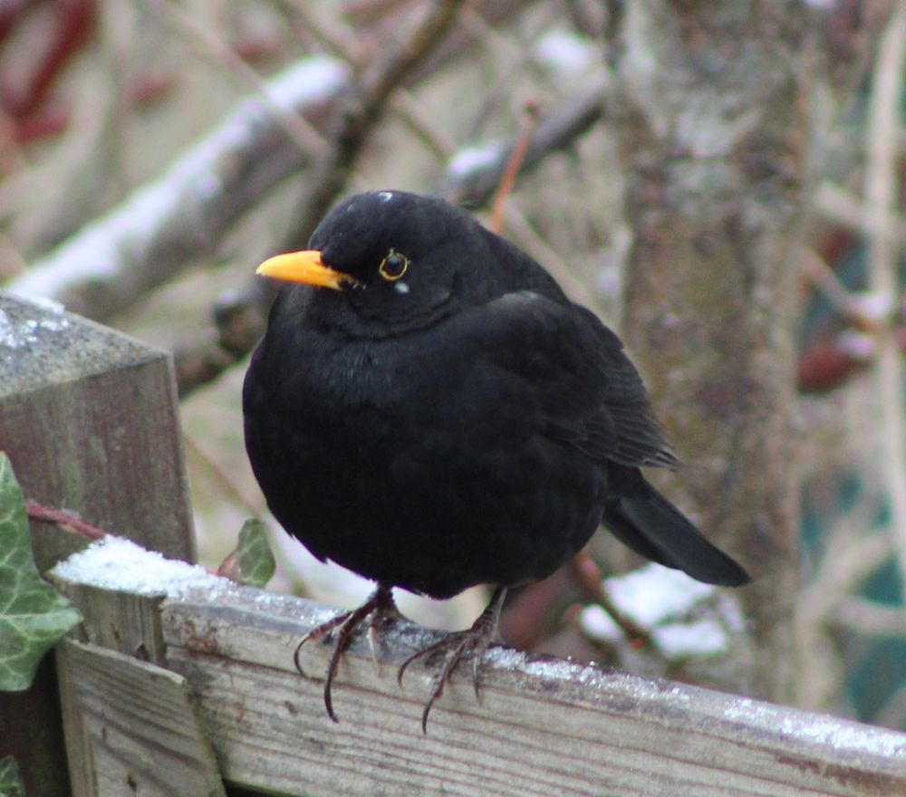Herr Amsel mit dem weissen Punkt am Kopf Foto & Bild andere tiere, natur, tiere Bilder auf