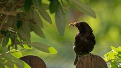 Herr Amsel mit Futter