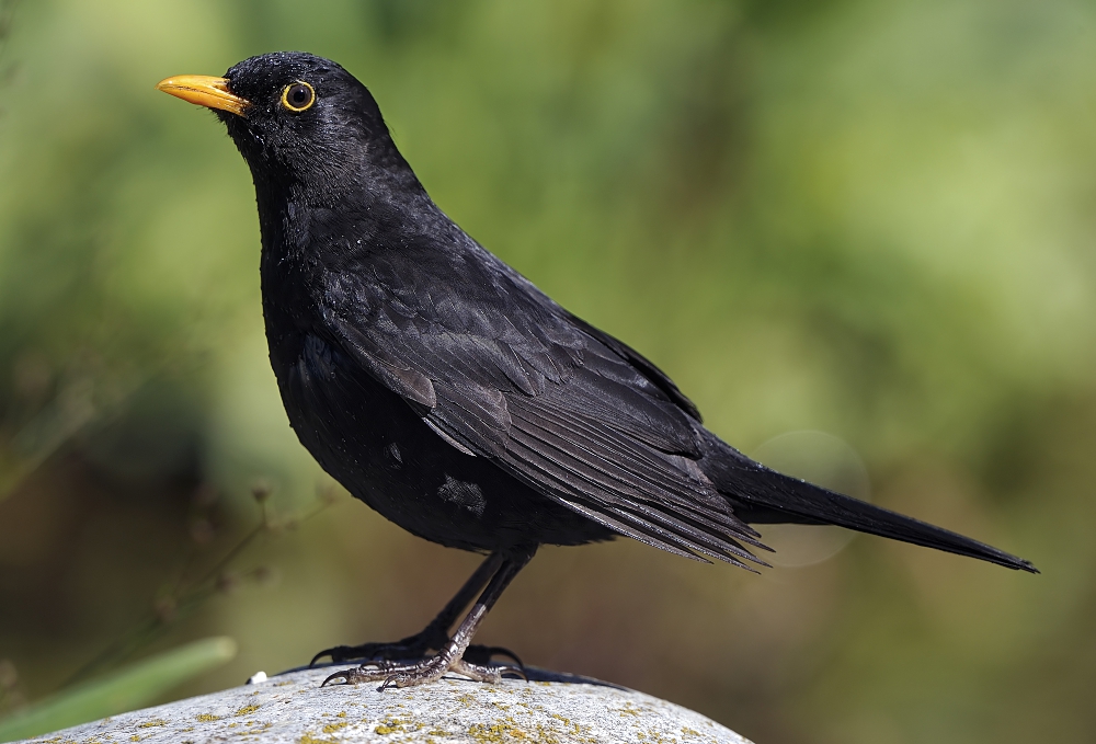 Herr Amsel nach dem Bade