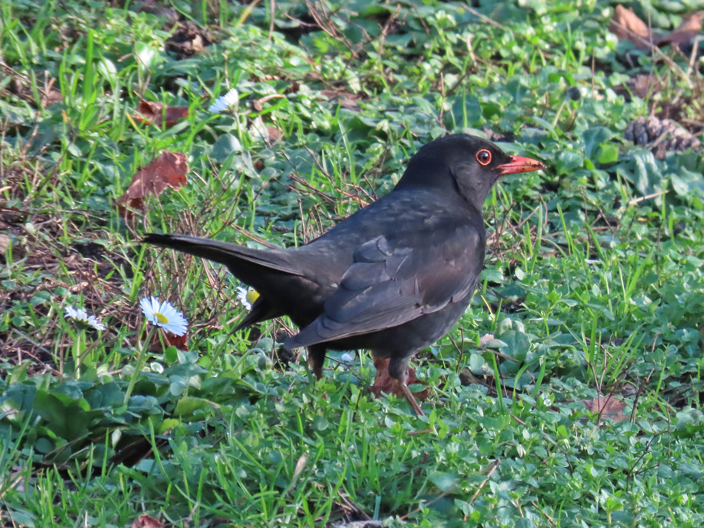 Herr Amsel on tour...