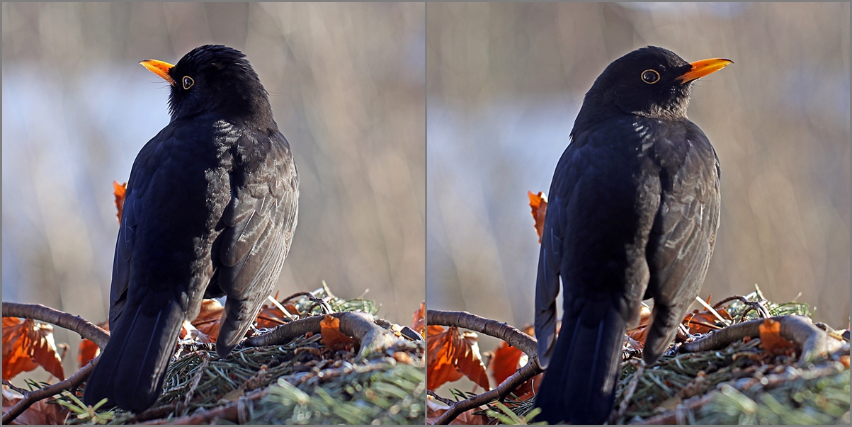 Herr Amsel schaut umher