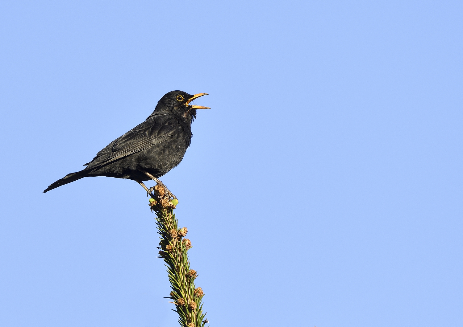 Herr Amsel singt ein Frühlingslied