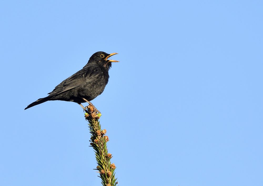 Herr Amsel singt ein Frühlingslied