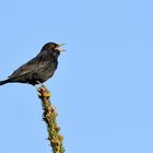 Herr Amsel singt ein Frühlingslied