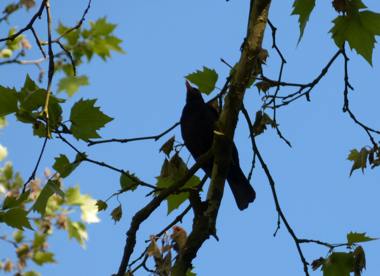 Herr Amsel singt ein Lied