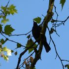 Herr Amsel singt ein Lied